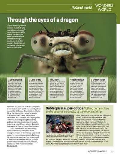 Science Uncovered 01: Articles: Vision in nature - image 6